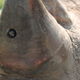 Image for article titled Why Does This Rhino Have a Camera in Its Horn?